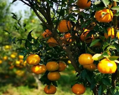 新會柑果球加工生產線